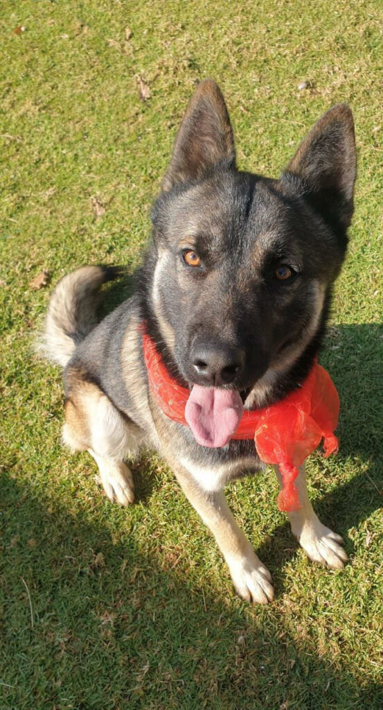 K9 Legend tribute to Simba and Shaka ☆ R.I.P. K9 Simba and Shaka have answered their final call. Your watch is over now Boys. Rest well, we will take it from here.🐾💪🏻🐾 SALUTE!!!